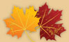 Feuilles d'érable